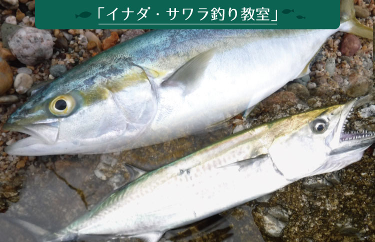 イナダ・サワラってどんな魚？